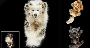Забавные фотографии собак с неожиданного ракурса (14 фото)