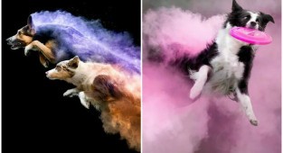 Вылитые супергерои: собаки в порошковых красках (15 фото)