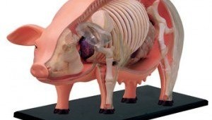 Интересные наглядные пособия по анатомии различных животных (6 работ)