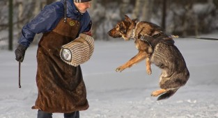 Собачьи радости фотографа Игоря Перфильева (40 фото)