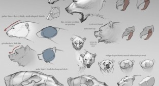 Учимся рисовать животных. Медведи (129 работ)