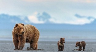 Бурые медведи Аляски через объектив фотографа Инго Арндта (11 фото)