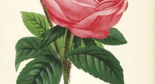 Коллекция старинных принтов. Jamain Rose Prints 1873 (54 работ)