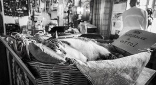Фотопроект C-AT Work: кошки на работе (16 фото)