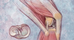 Анатомия человека в рисунках от ArtVille часть IL045. The Anatomy of Health (60 работ)