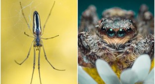 Макро-снимки насекомых, которые поражают своими деталями (24 фото)