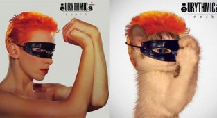 Художник создал очаровательные обложки музыкальных альбомов, заменив певцов на котиков (35 фото)