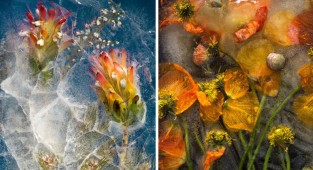 Завораживающая красота ледяных цветов (13 фото)