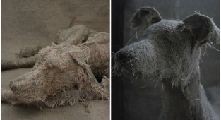 Художница мастерит трогательные скульптуры собак из старых тряпок (18 фото)