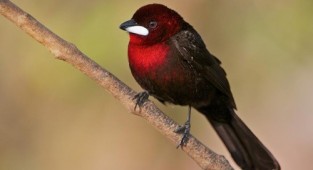 Silver-beaked Tanager (60 фото)