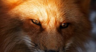Лисы - Fox (122 фото)