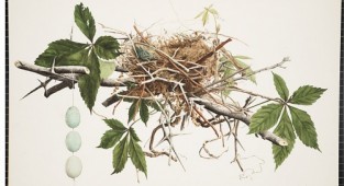 Jones Family - Illustrations of the Nests and Eggs of Birds of Ohio (1879-1886) (23 работ)