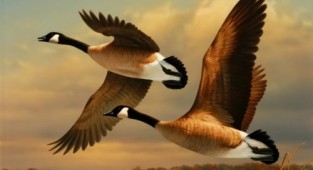 Утки в живописи - Duck Stamps (23 работ)