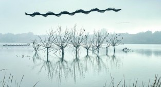 Траектории полетов птиц: сделать невидимое видимым (19 фото)