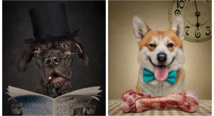 Фотопортреты собак и кошек, на которых они чертовски похожи на людей (14 фото)