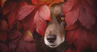 Как собаки наслаждаюся осенью (15 фото)