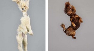 Для создания своих забавных портретов, фотограф заставляет собак немного «полетать» (21 фото)