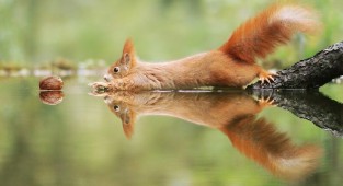 Австрийский фотограф делает крутые снимки милых диких животных (57 фото)