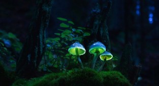 Сказочные грибы (18 фото)