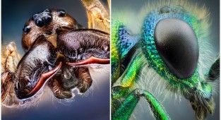 "Инопланетные насекомые" от мастера макро-фотографии Джона Халлмена (14 фото)