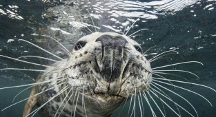 Не украду, так сфотографируюсь: тюлень сделал селфи, пытаясь отнять камеру у дайвера (9 фото)