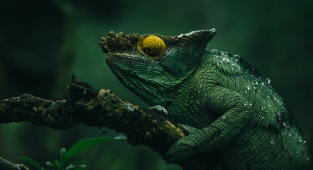 Потрясающие фотографии животных Мадагаскара (15 фото)