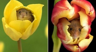 Мимимиметр зашкаливает! Мыши-малютки играют среди цветов (6 фото)