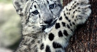 PhotoWorks by NatureByDesign - Snow Leopards (53 фото)