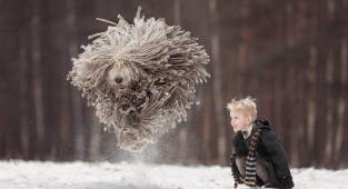 Коммодор - летающая собака (5 фото)