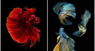 Этот тайский фотограф снимает аквариумных рыбок круче всех (33 фото)
