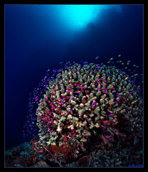 Фотограф Александр Мариничев. Подводный мир. 3 часть (124 фото)