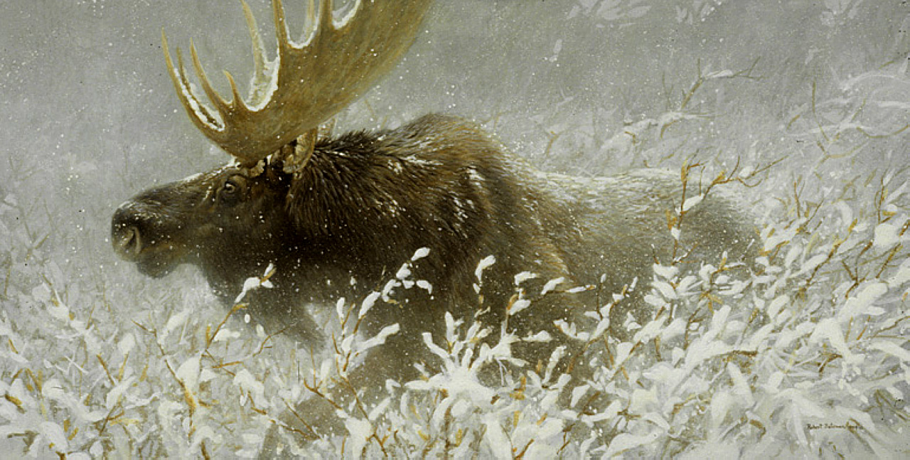 http://nevsepic.com.ua/uploads/posts/2011-07/1310901925_winter-run-bull-moose-1984_www.nevsepic.com.ua.jpg