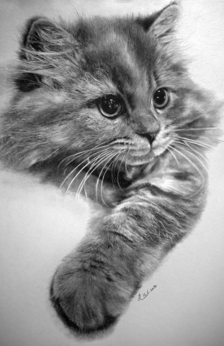 Pol Lung. Кошачьи зарисовки… (13 работ)