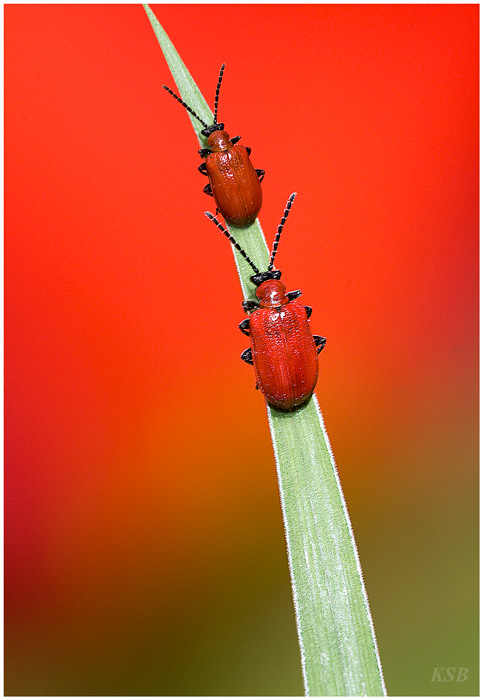 Окружающий мир через фотообъектив - Insects: Coleoptera (Насекомые: Жуки) Часть 3 (240 фото)