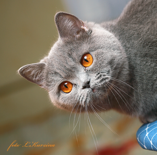 Окружающий мир через фотообъектив - Домашняя кошка (Domestic Cat) (192 фото)