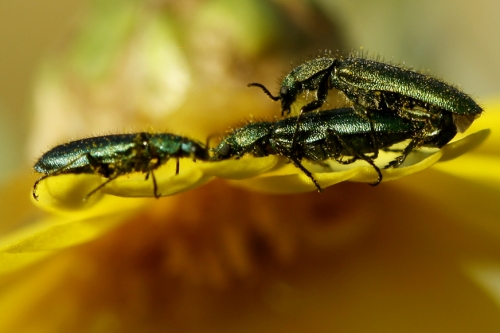 Окружающий мир через фотообъектив - Insects: Coleoptera (Насекомые: Жуки) Часть 6 (113 фото)