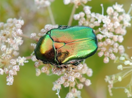 Окружающий мир через фотообъектив - Insects: Coleoptera (Насекомые: Жуки) Часть 7 (194 фото)