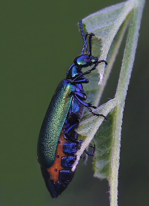 Окружающий мир через фотообъектив - Insects: Coleoptera (Насекомые: Жуки) Часть 5 (191 фото)