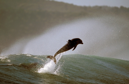 Дельфины - Фотограф Greg Huglin (99 фото)