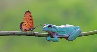 Может, превратится в принца? Фотограф запечатлел, как бабочка поцеловала лягушку (5 фото)