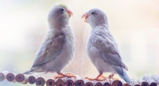Фото влюбленных пастельных попугаев, которые растопят ваше сердечко (24 фото)