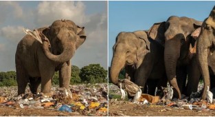 Печальные кадры: слоны едят мусор на Шри-Ланке (13 фото)