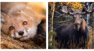 A photographer shows how free animals feel in the wild forests of Finland (37 photos)