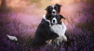 Собаки как люди: трогательные портреты друзей человека (31 фото)