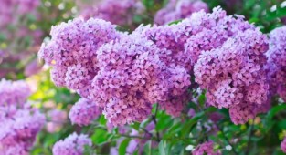 Lilac - Large and lush clusters of flowers, thick and moist clusters (56 photos)