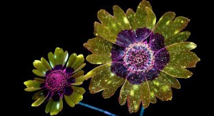 Ослепительные фотографии цветов, освещённых ультрафиолетом (10 фото)
