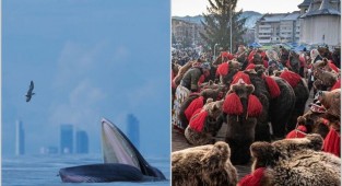 Медведи в деревне и кит в городе: 12 ярких фото с конкурса, посвященного дикой природе (13 фото)
