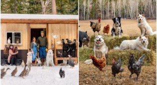 Канадка делает милейшие фотосессии с фермерскими животными (27 фото)