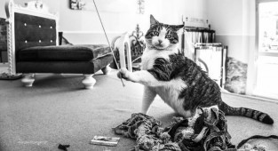 Чудові фотографії кішок, зроблені Маріанною Зампієрі (45 фото)
