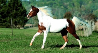 Photo clipart – Horses, symbol of 2014 (56 photos)